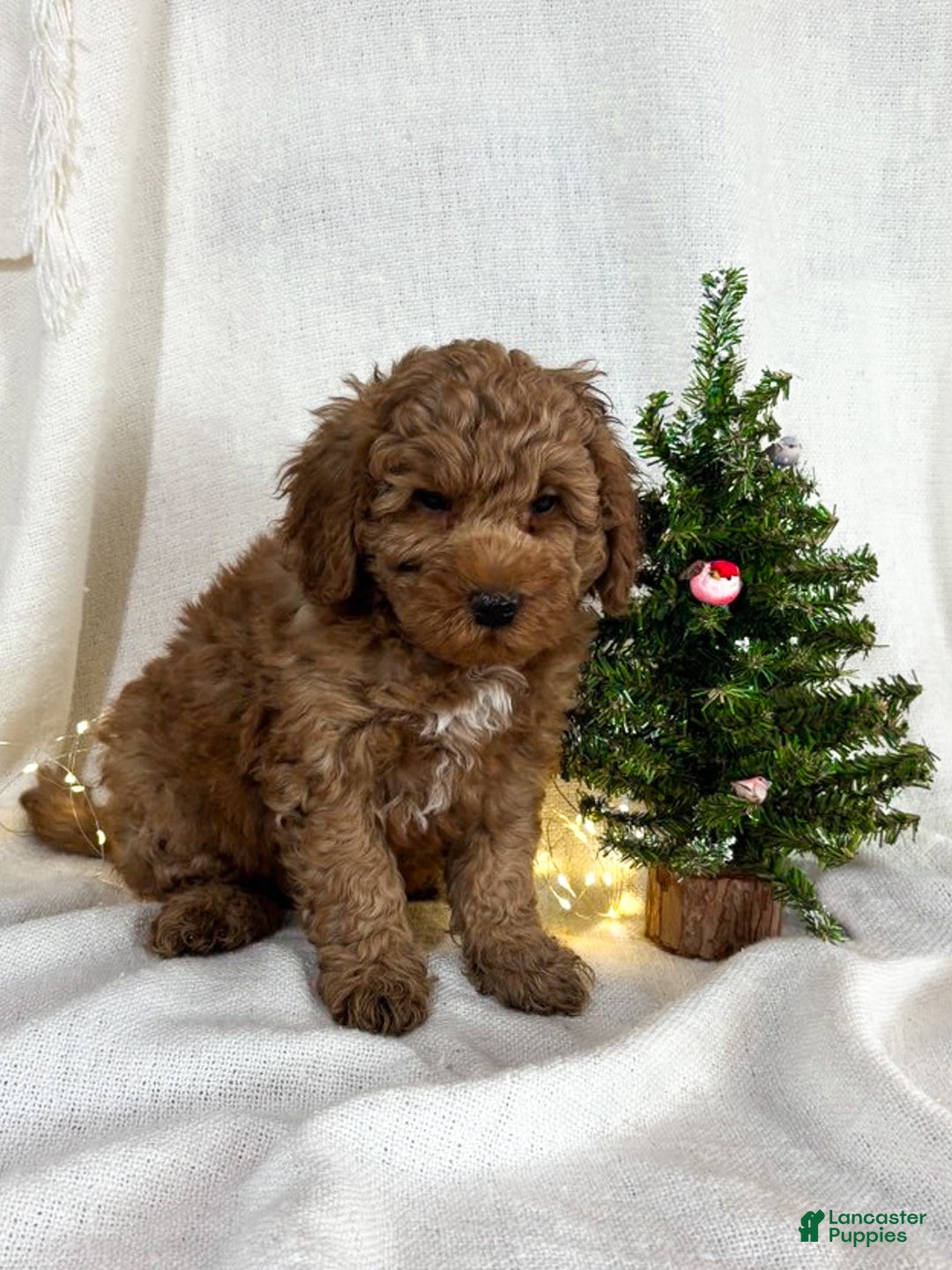 Goldendoodle dogs for sale: Milo - Ad 5