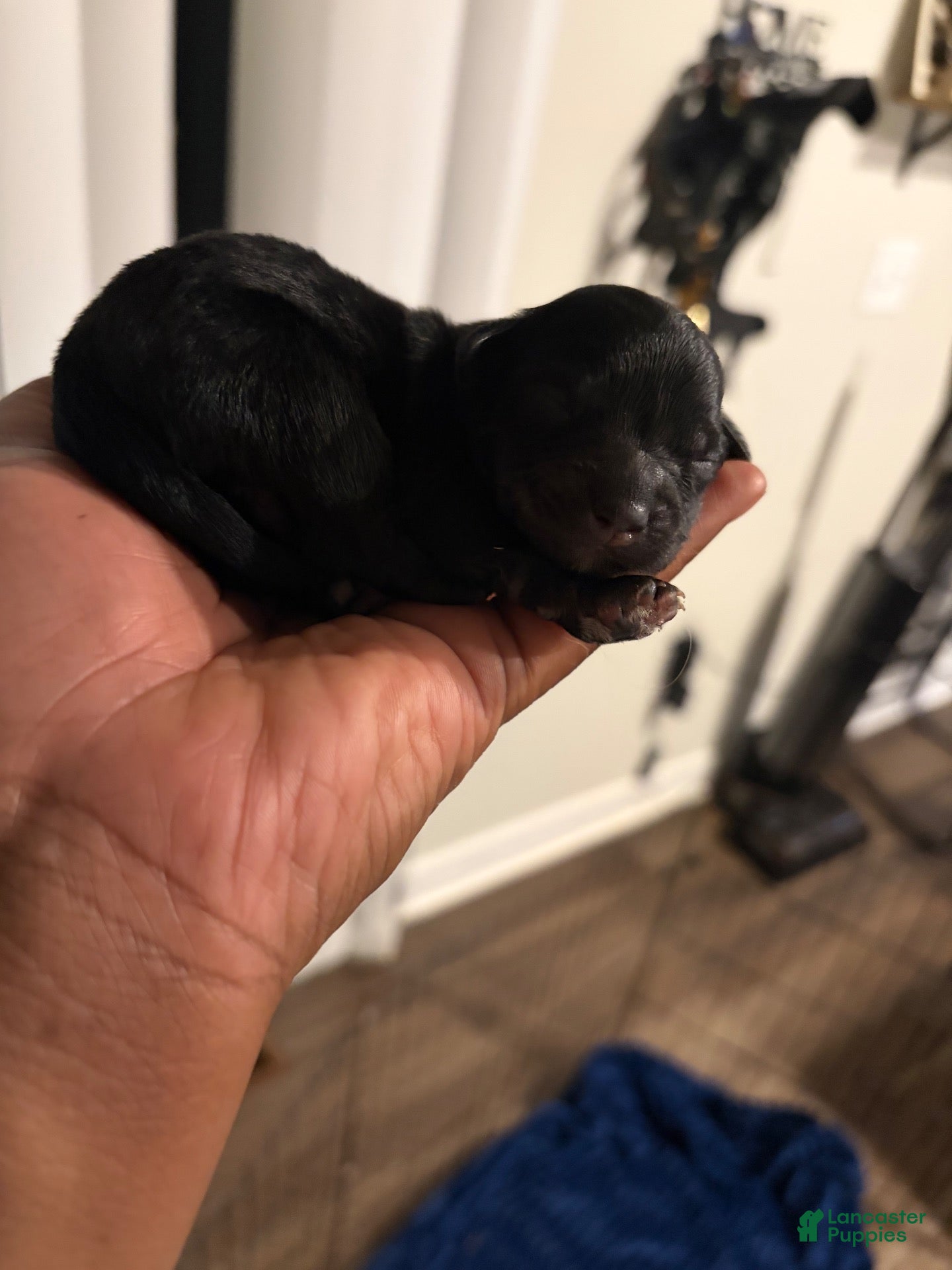 Miniature Poodle dogs Miniature Poodle 3 - Ad 2