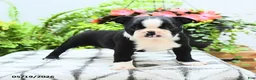 Boston Terrier dogs for sale: Lana  - Ad 2