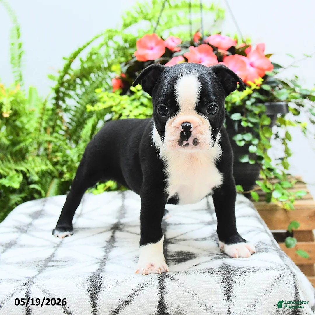 Boston Terrier dogs for sale: Lana  - Ad 2