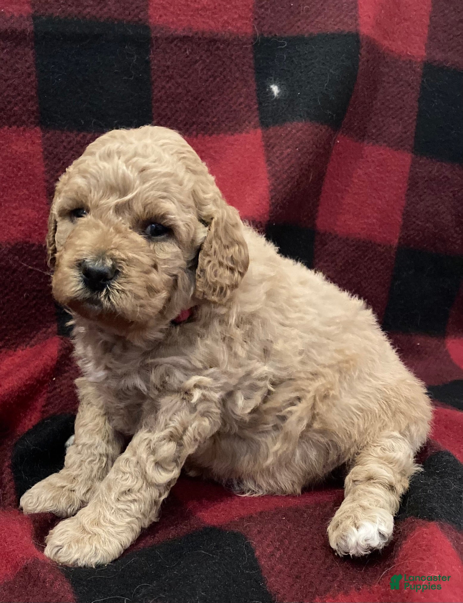 Labradoodle dogs Gracie - Ad 28