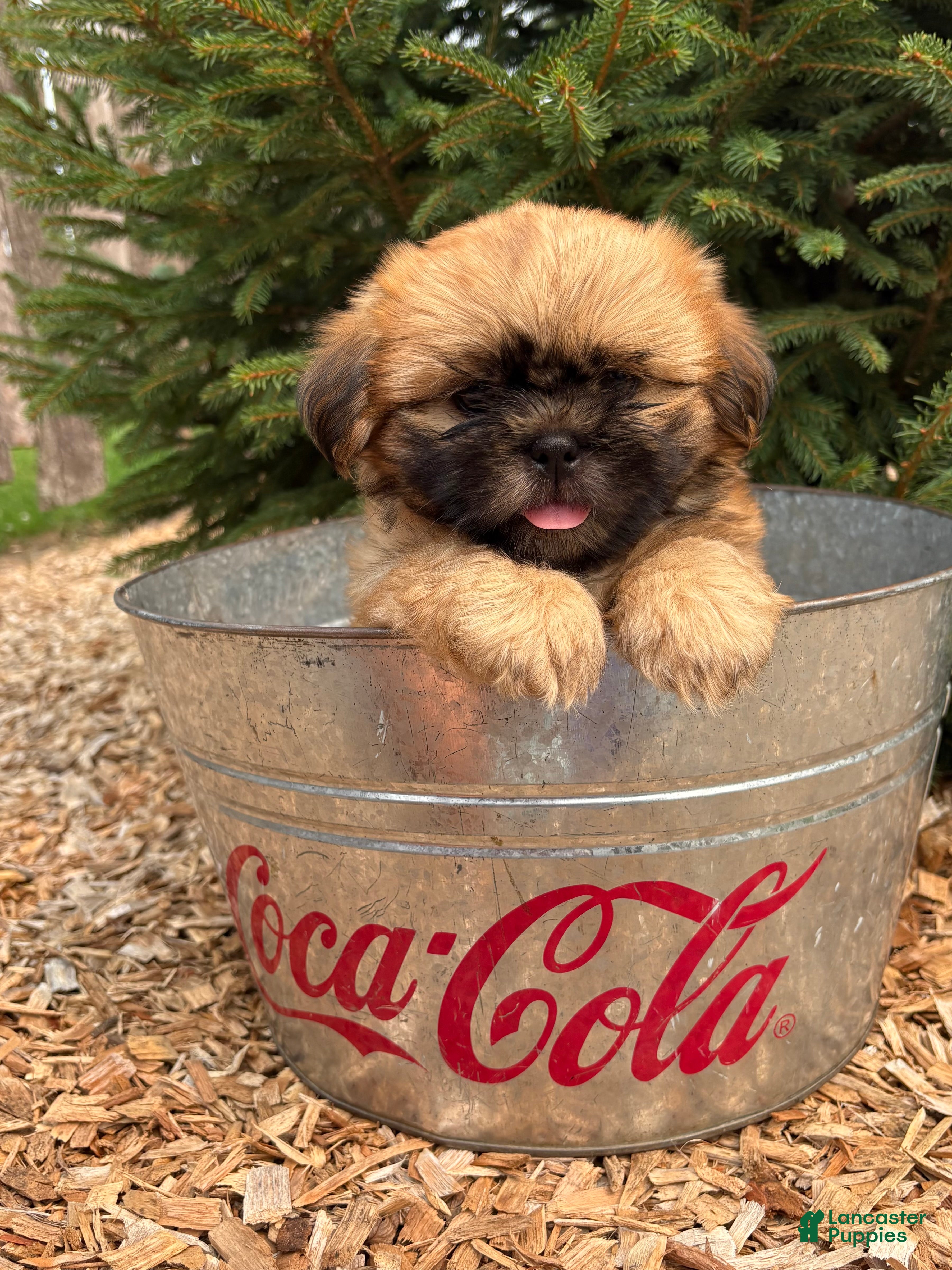Shih Tzu dogs Jackson - Ad 2