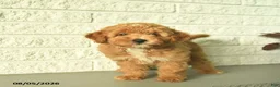 Mini Goldendoodle dogs for sale: Natalie  - Ad 5