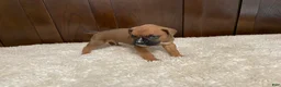 Boxer dogs for sale: Max - Ad 11