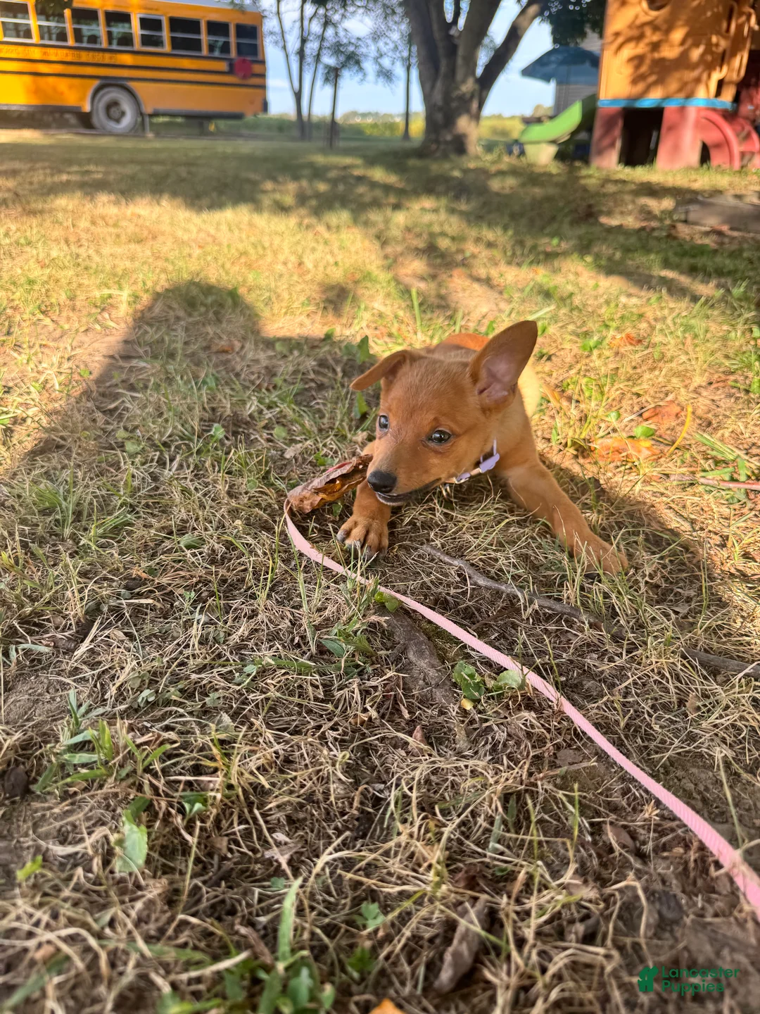 Mixed Breed dogs for sale: Mixed Breed 1 - Ad 1