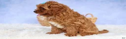 Cavapoo dogs for sale: Kody 🐶 - Ad 14