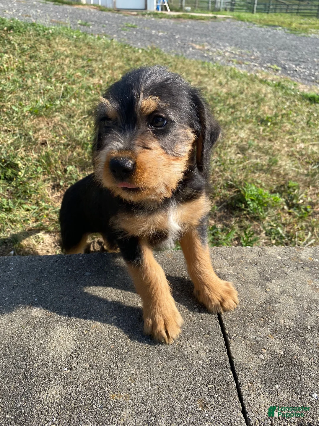 Mixed Breed dogs for sale: Teddy - Ad 1