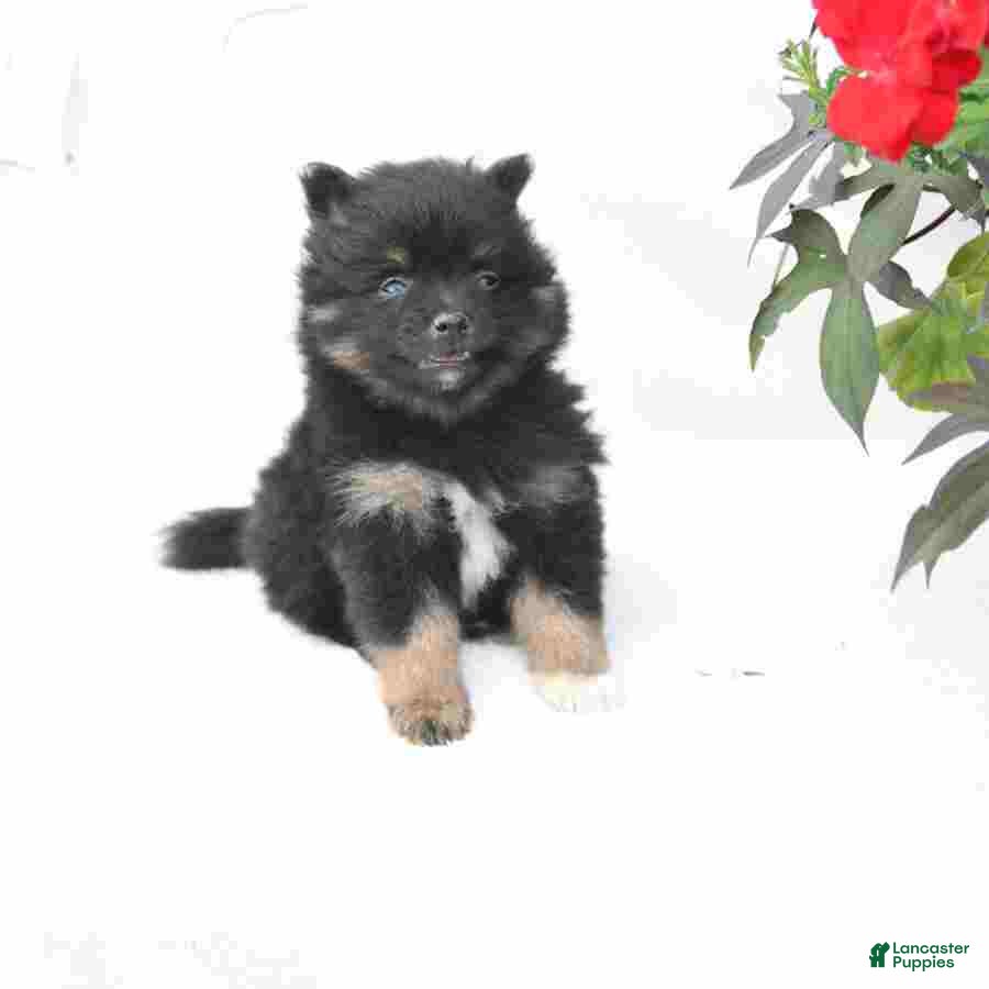 Pomeranian dogs Midnight - Ad 2