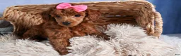 Toy Poodle dogs for sale: Tansy  - Ad 4