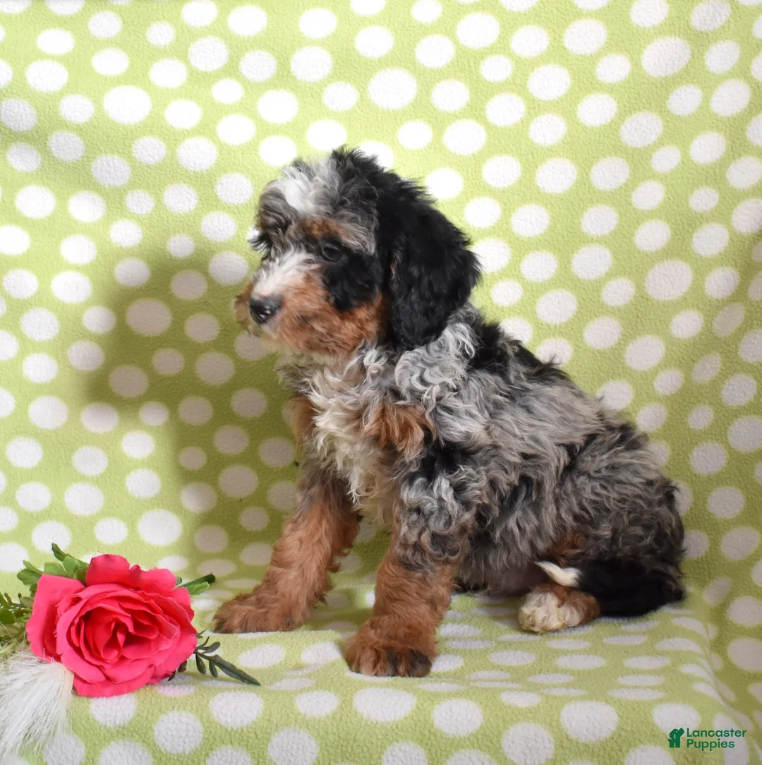 Bernedoodle dogs for sale: Guinness - Ad 2