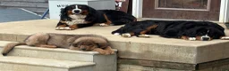 Bernese Mountain Dog dogs for sale: Bernese Mountain Dog Puppy 8 - Ad 3
