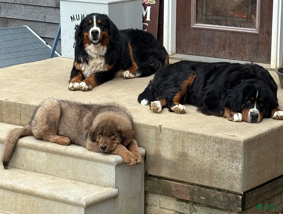 Bernese Mountain Dog dogs for sale: Bernese Mountain Dog Puppy 8 - Ad 3