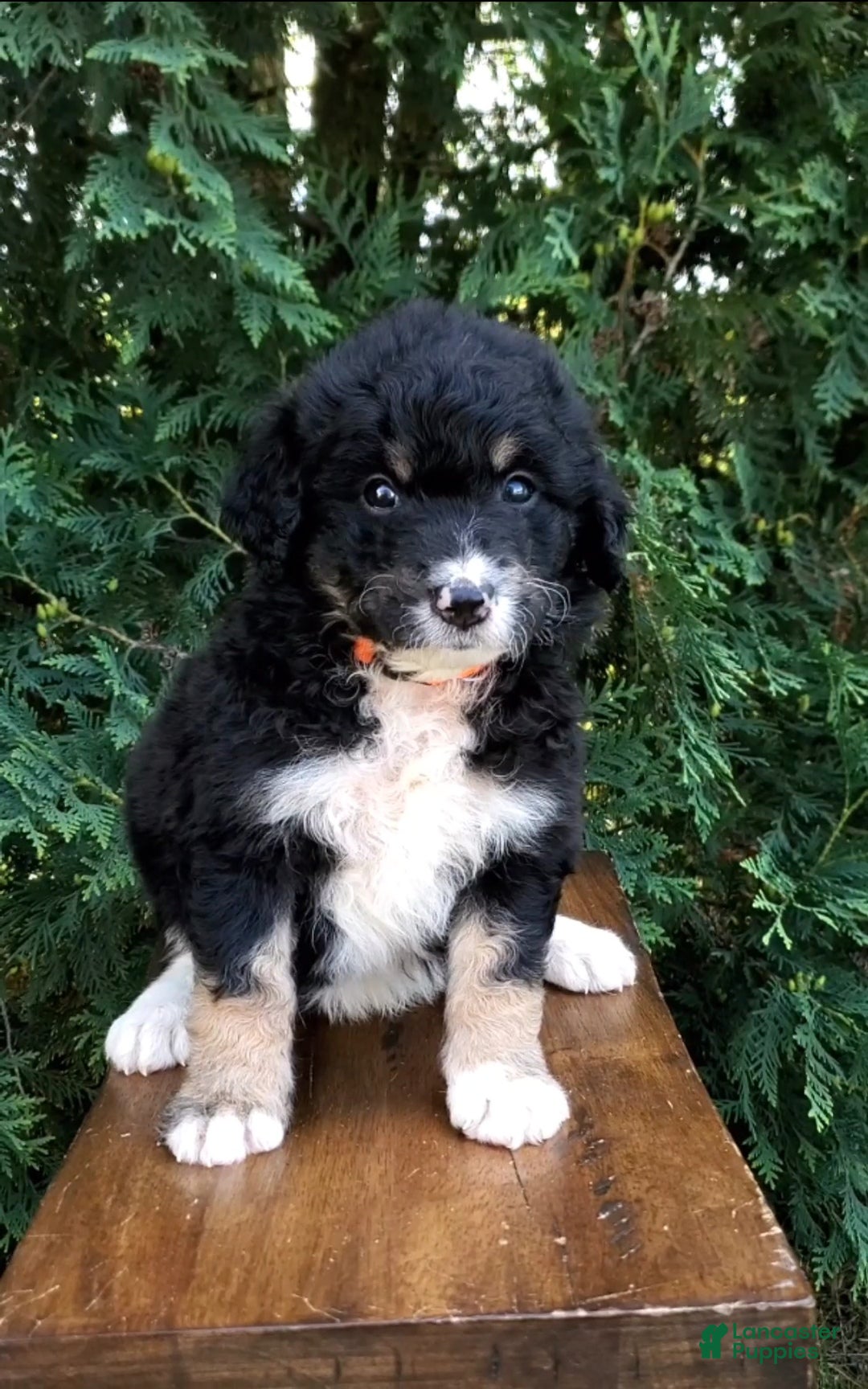 Gallery Image {{count}}