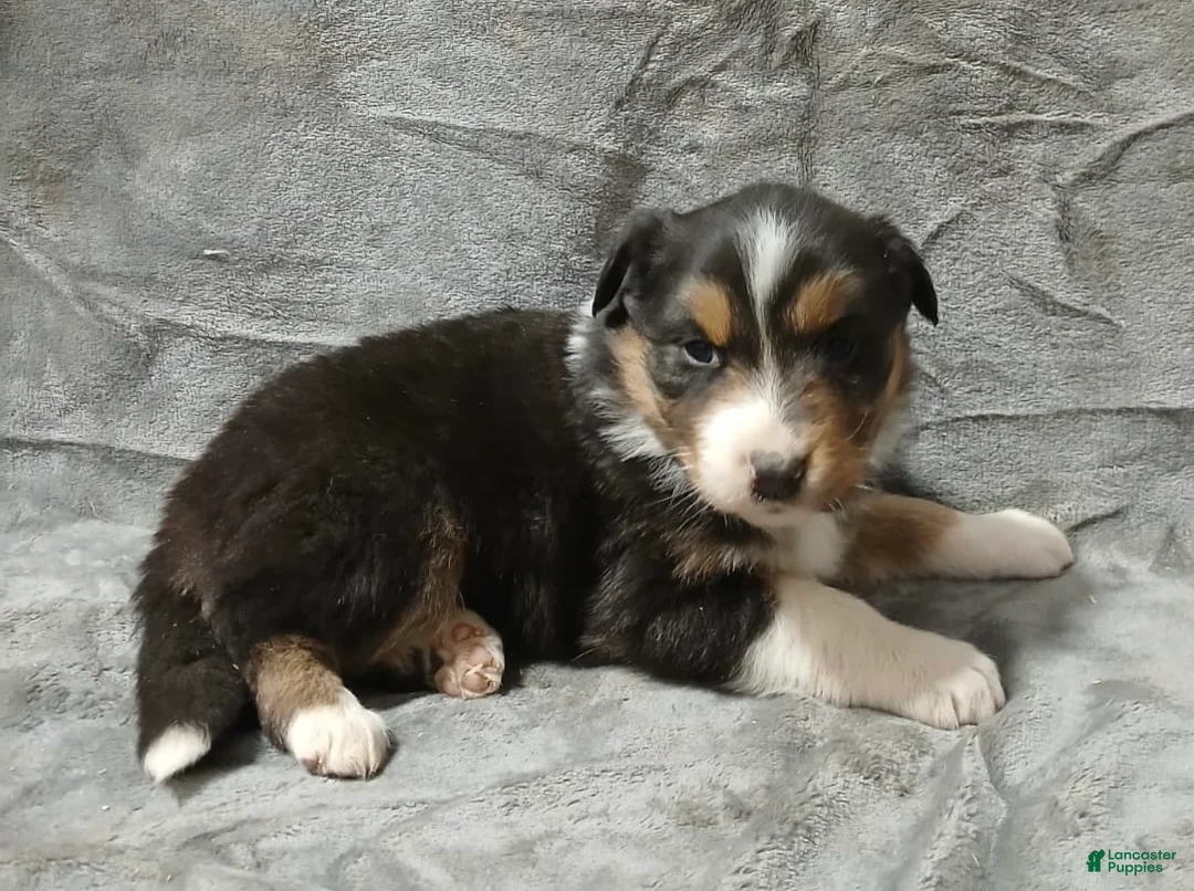 Australian Shepherd dogs for sale: Belle - Ad 3