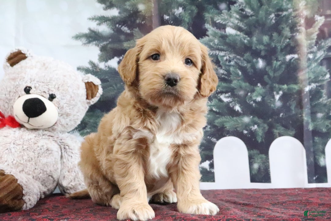 Mini Goldendoodle dogs for sale: Lyndon - Ad 2
