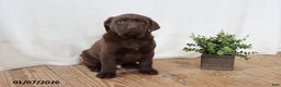 Labrador Retriever dogs for sale: Fudge - Ad 9