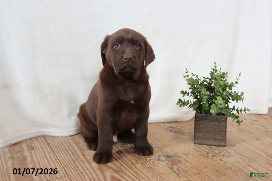 Labrador Retriever dogs for sale: Fudge - Ad 9