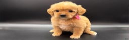 Mini Goldendoodle dogs for sale: Daisy F One - Ad 1