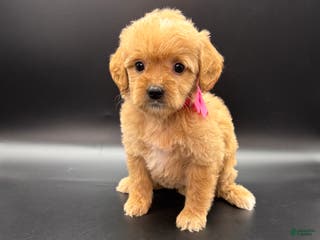 Mini Goldendoodle dogs Daisy F One - Ad 38