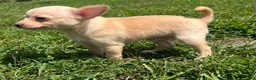 Chihuahua dogs for sale: Butterball - Ad 1
