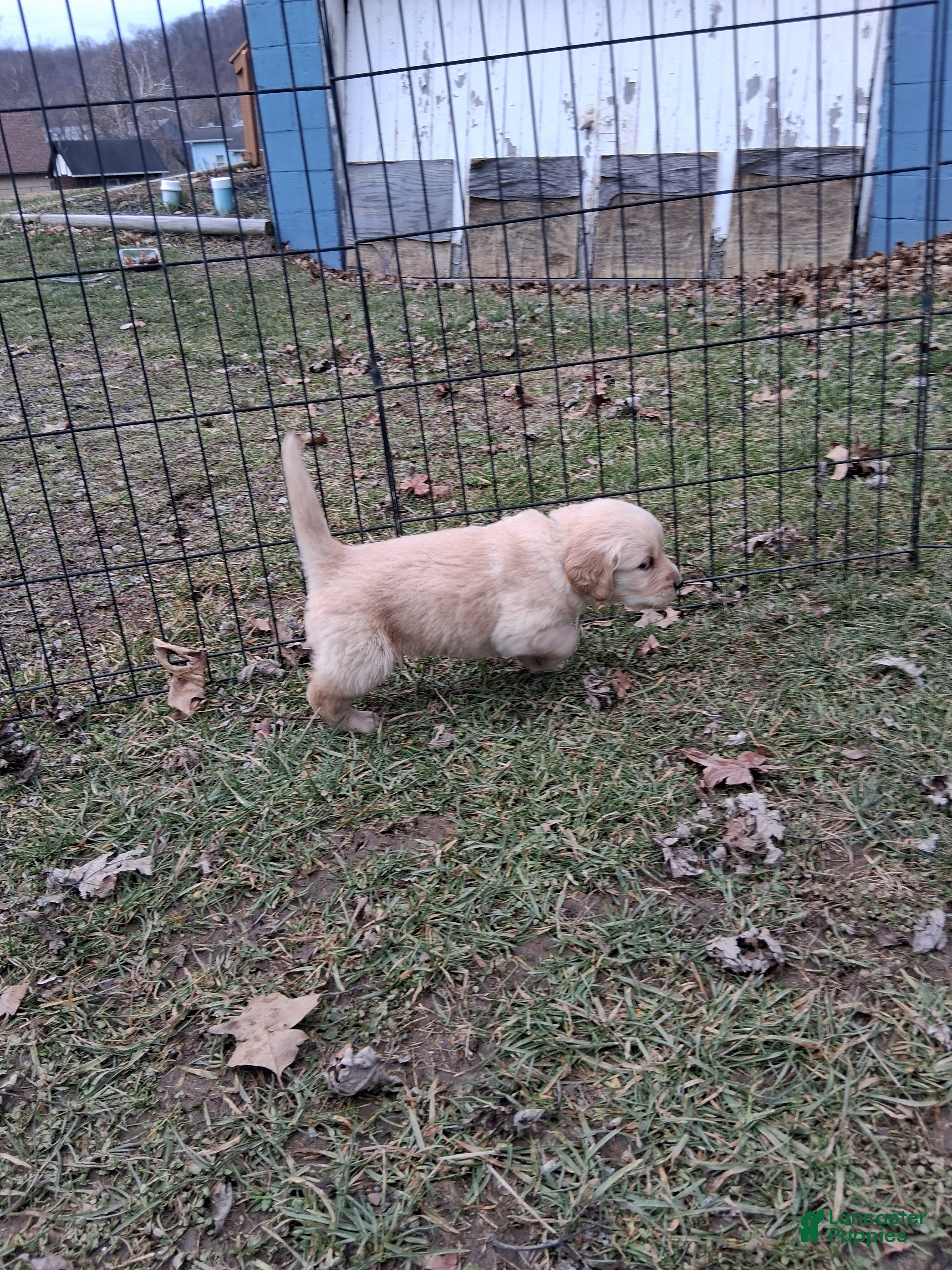 Golden Retriever dogs Cupid - Ad 2