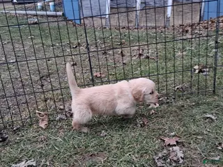 Golden Retriever dogs Cupid - Ad 17