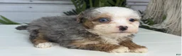 Mini Bernedoodle dogs for sale: Charm - Ad 3