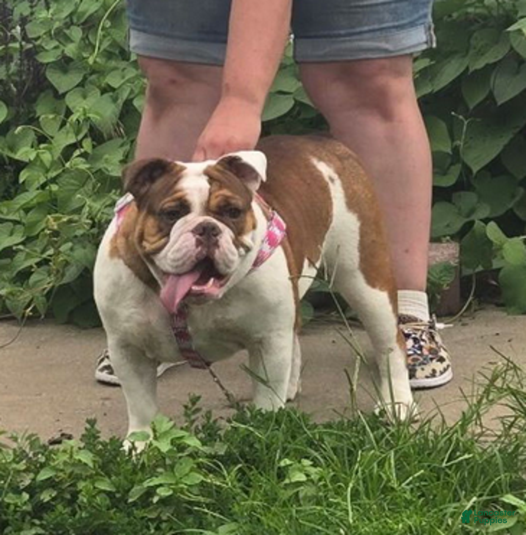 English Bulldog dogs for sale: Lola - Ad 7