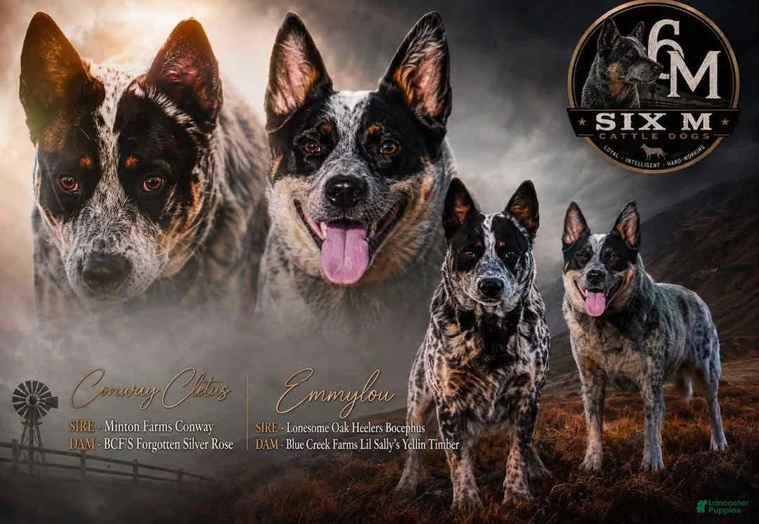 Australian Cattle Dog dogs for sale: Australian Cattle Dog (Plain Face) - Ad 2