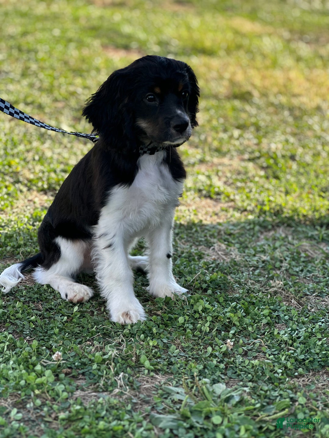 Goldendoodle dogs for sale: Cooper - Ad 4