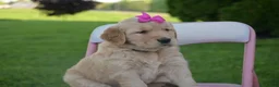 Golden Retriever dogs for sale: Lilly - Ad 4