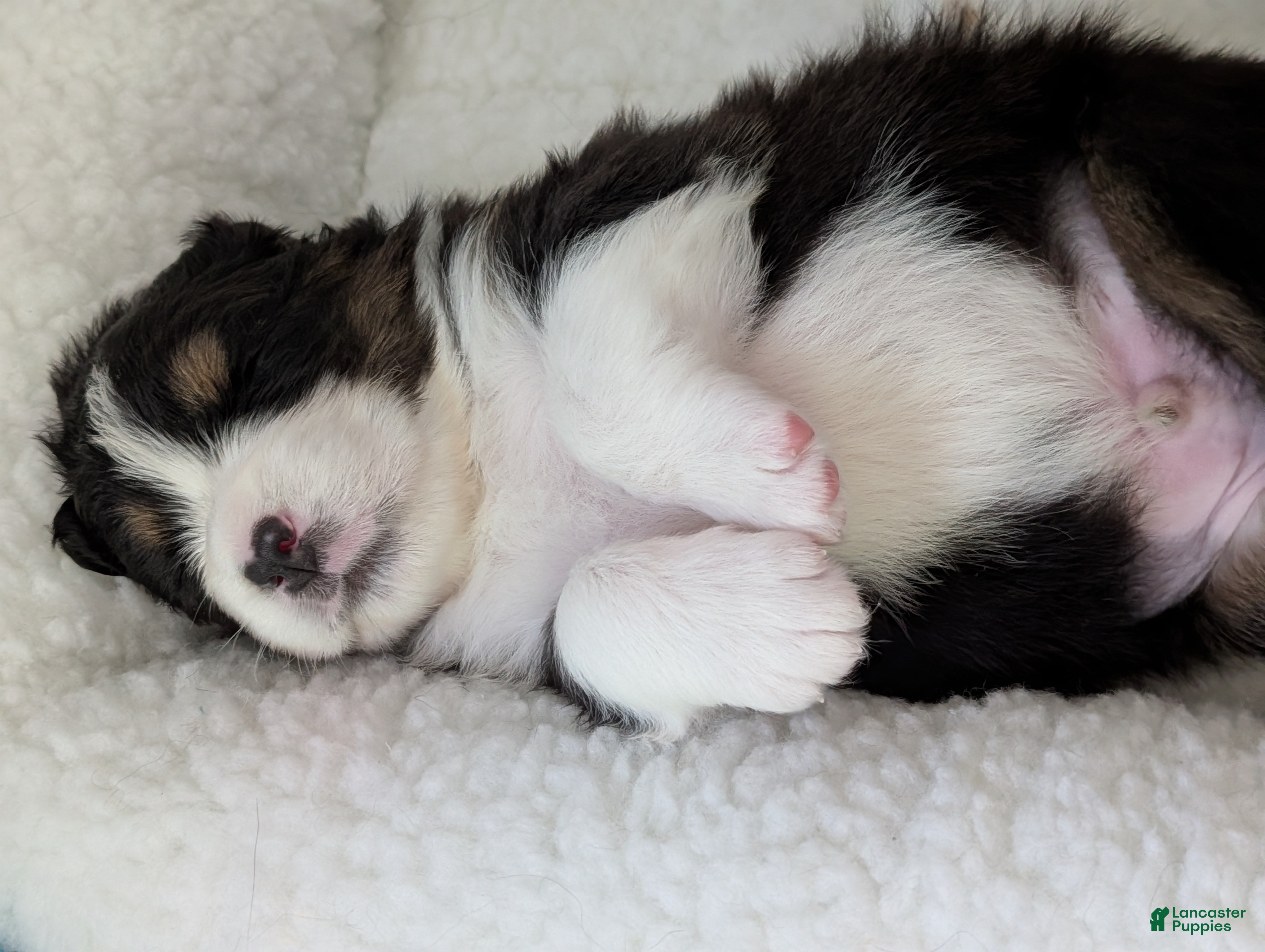 Australian Shepherd dogs Chase  - Ad 2