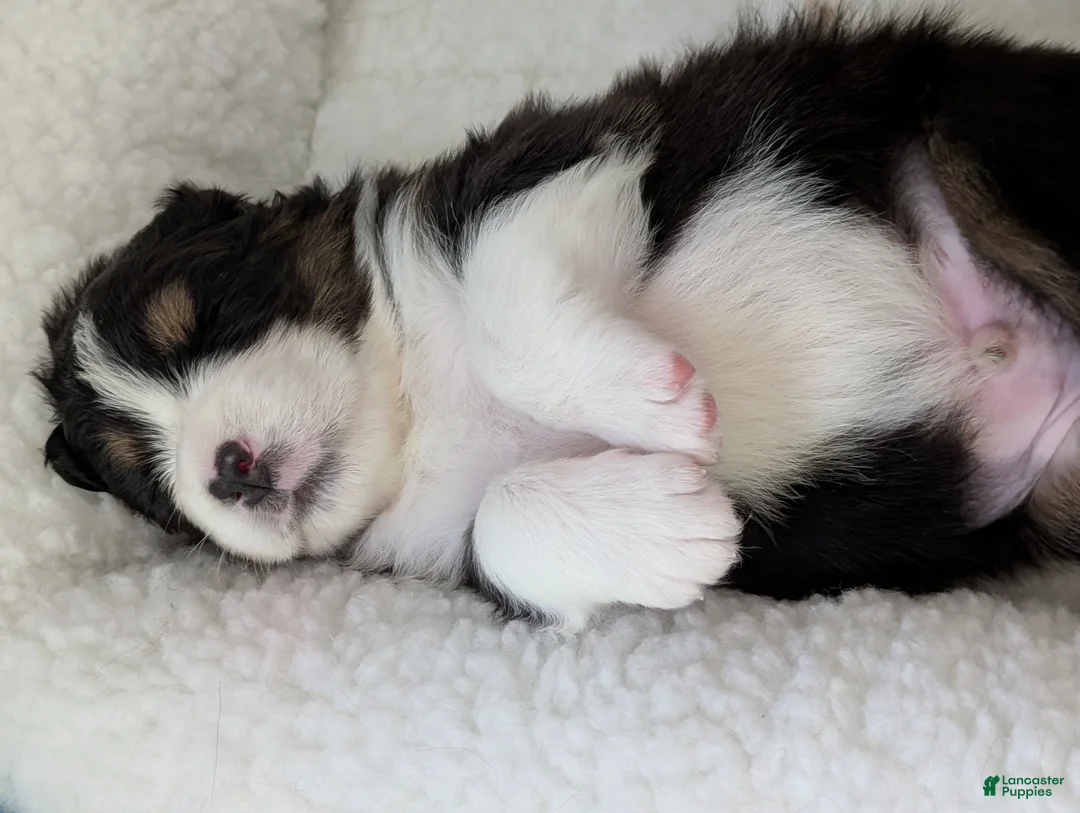 Australian Shepherd dogs for sale: Chase  - Ad 2
