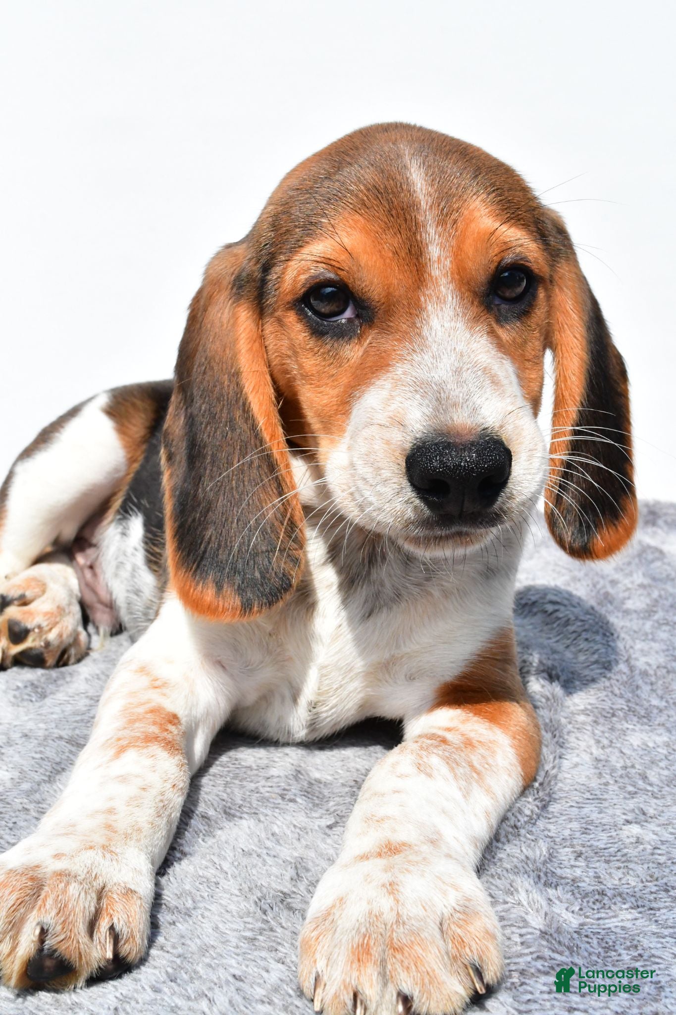 Beagle dogs Mike - Ad 1