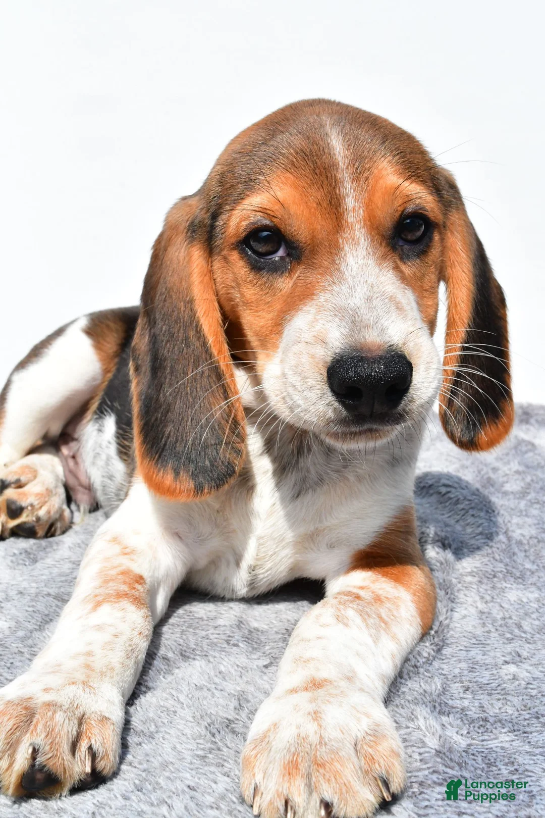 Beagle dogs for sale: Mike - Ad 1