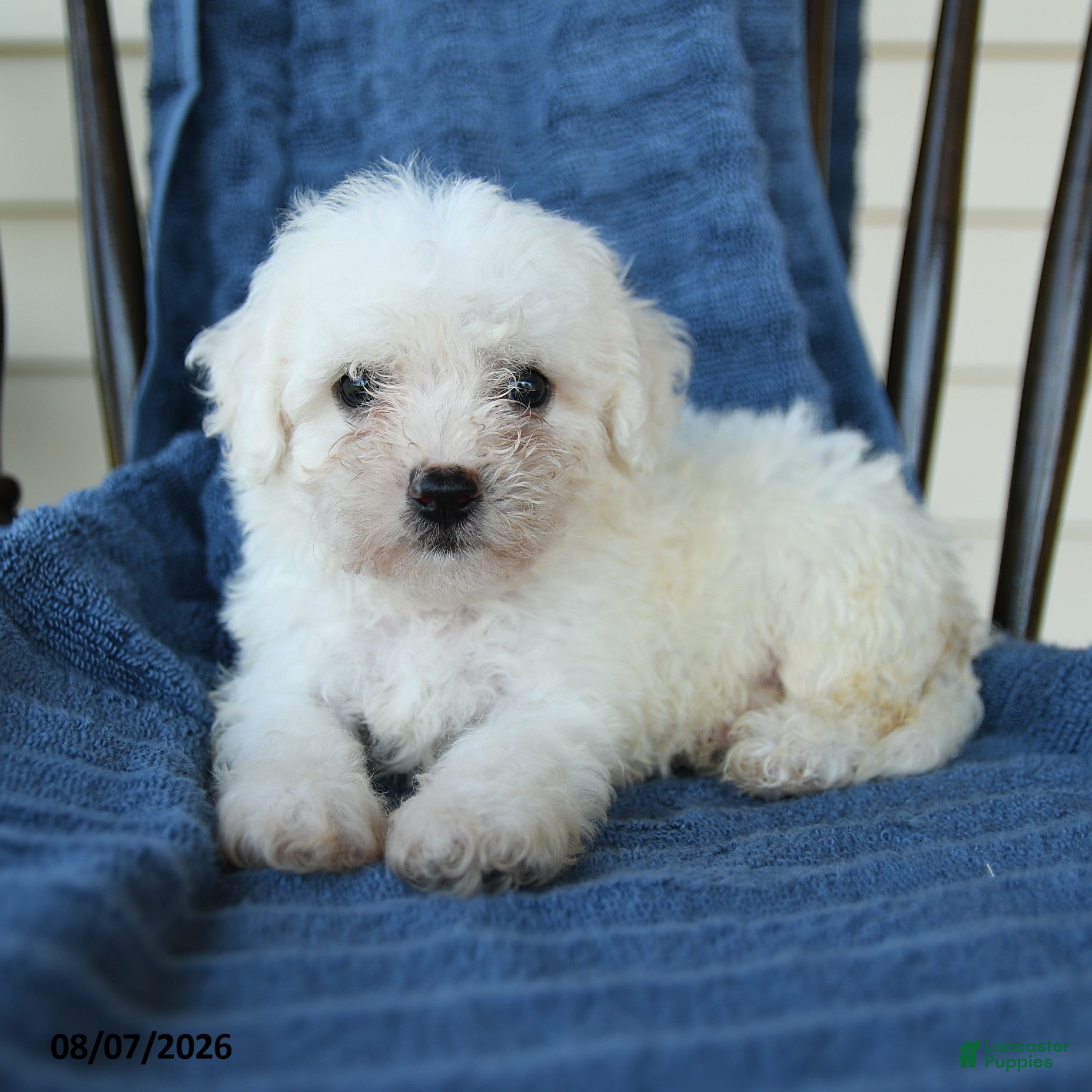 Bichon Frise dogs Ricky  - Ad 1