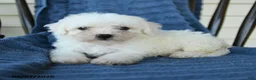 Bichon Frise dogs for sale: Ricky  - Ad 1