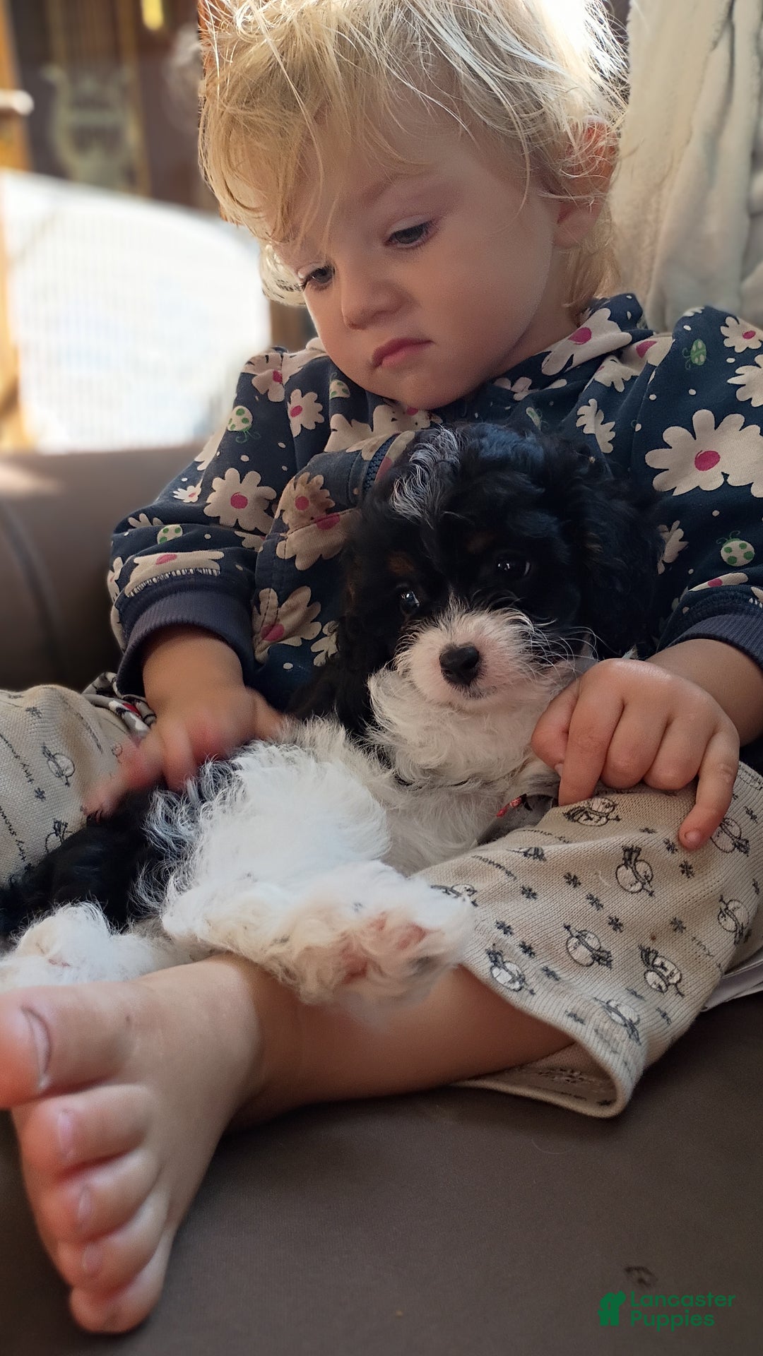 Cavapoo dogs for sale: Sasha - Ad 11