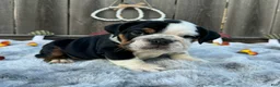 English Bulldog dogs for sale: Gordo - Ad 1