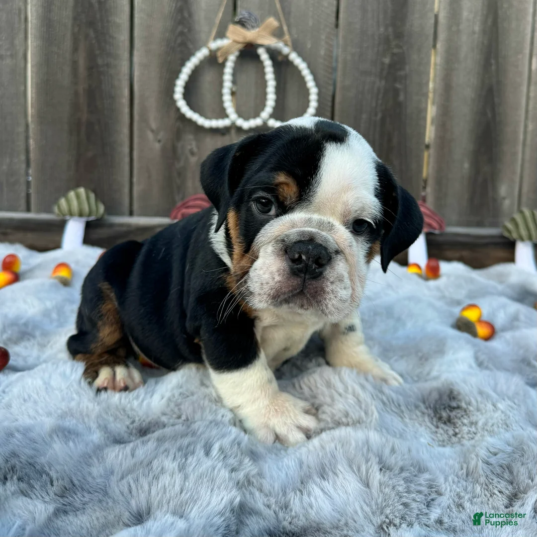 English Bulldog dogs for sale: Gordo - Ad 1