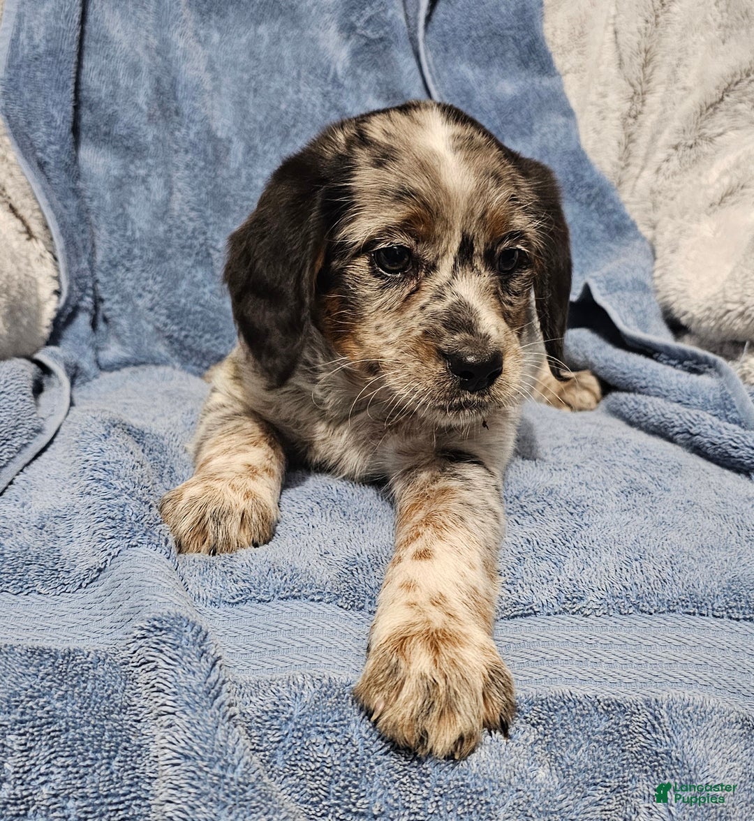 Mixed Breed dogs for sale: Kash - Ad 2