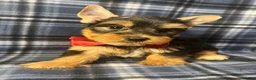Yorkshire Terrier dogs for sale: Yorkshire Terrier 2 - Ad 2