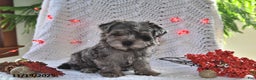 Yorkiepoo dogs for sale: Zack - Ad 3