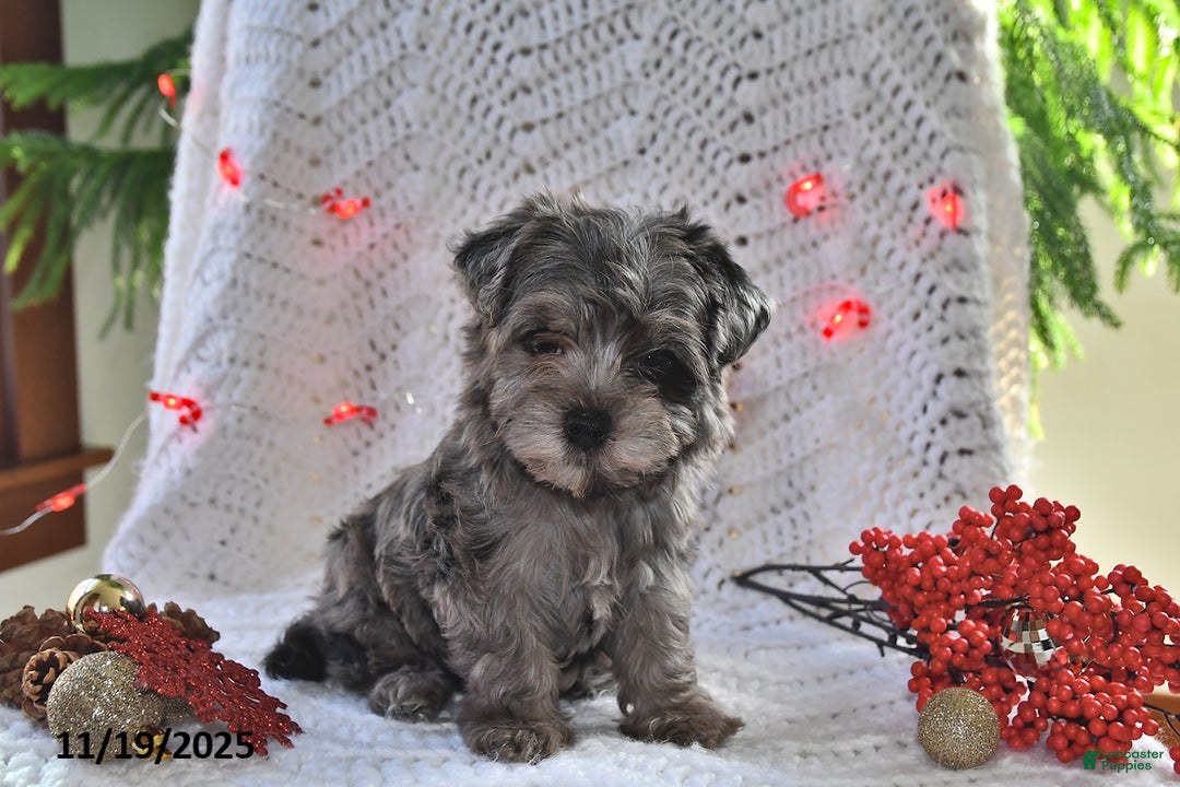 Yorkiepoo dogs for sale: Zack - Ad 3