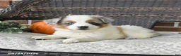 Miniature Australian Shepherd dogs for sale: Rue - Ad 3