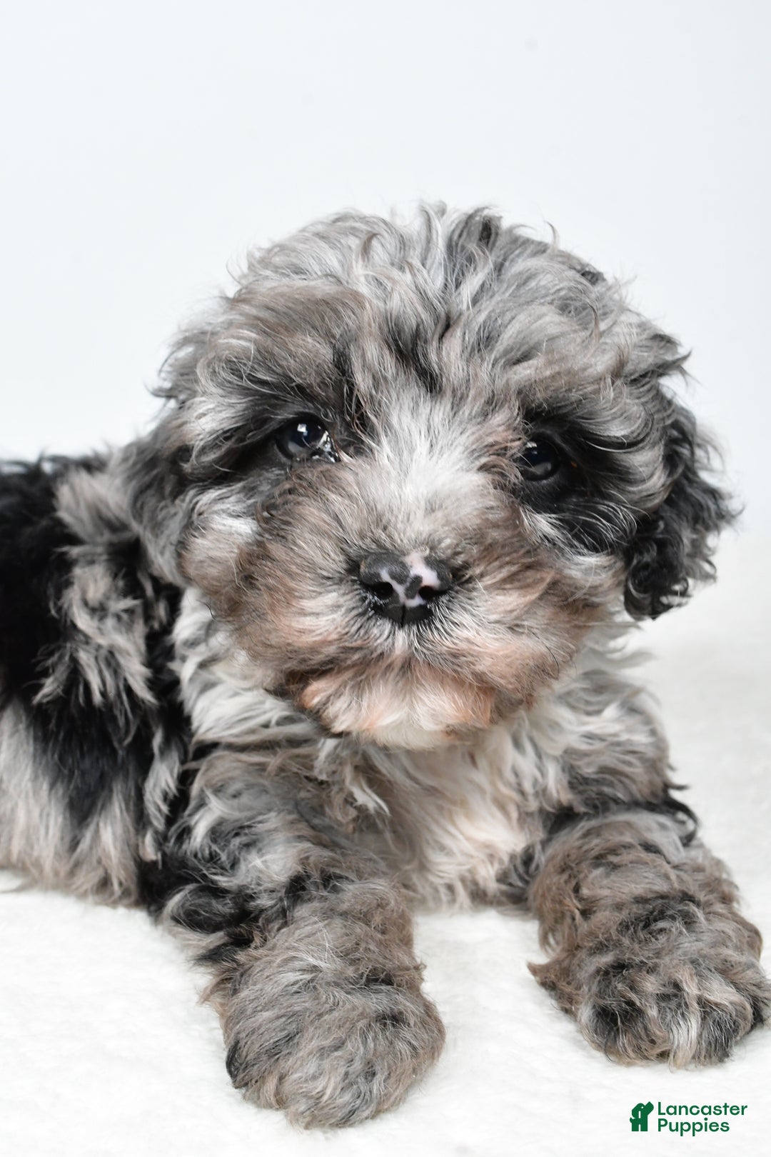 Cockapoo dogs for sale: Davis - Ad 5