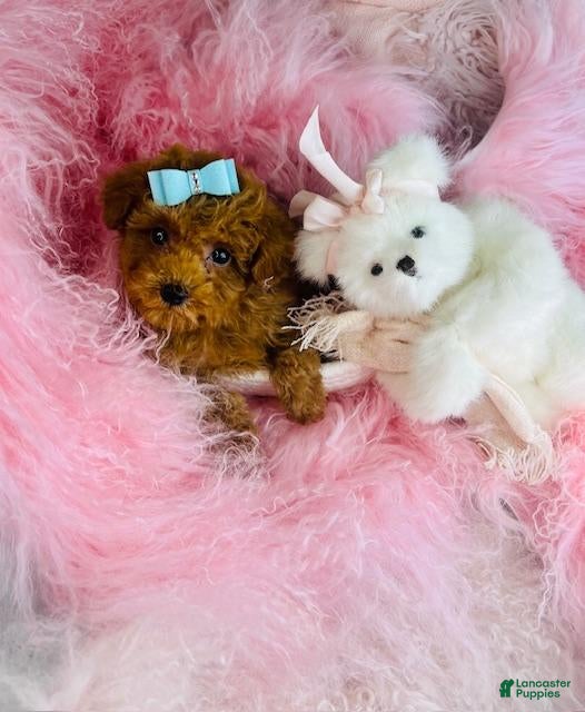 Toy Poodle dogs Toy Poodle Puppy 1 - Ad 2