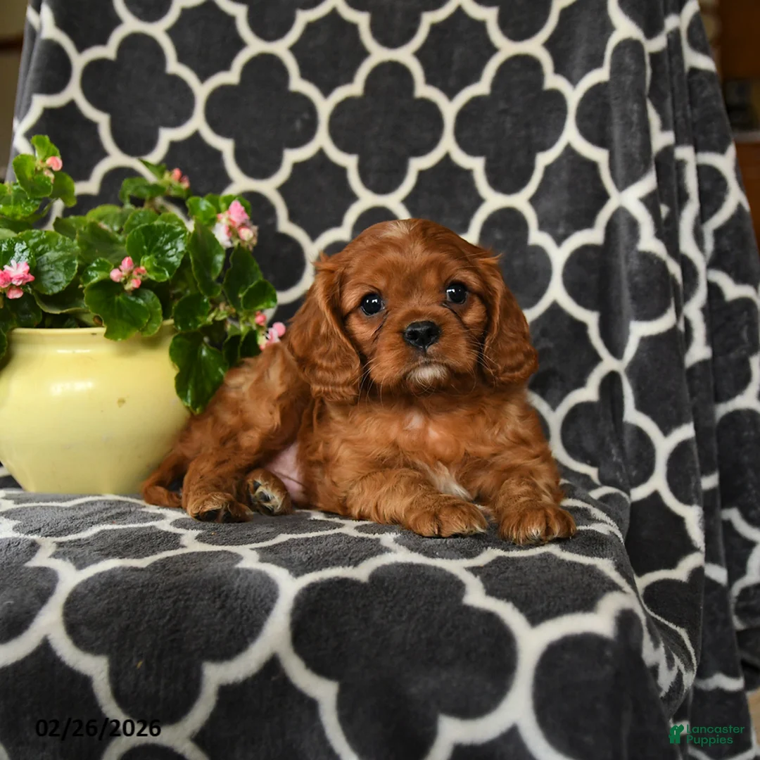 Cavalier King Charles Spaniel dogs for sale: Rusty - Ad 5