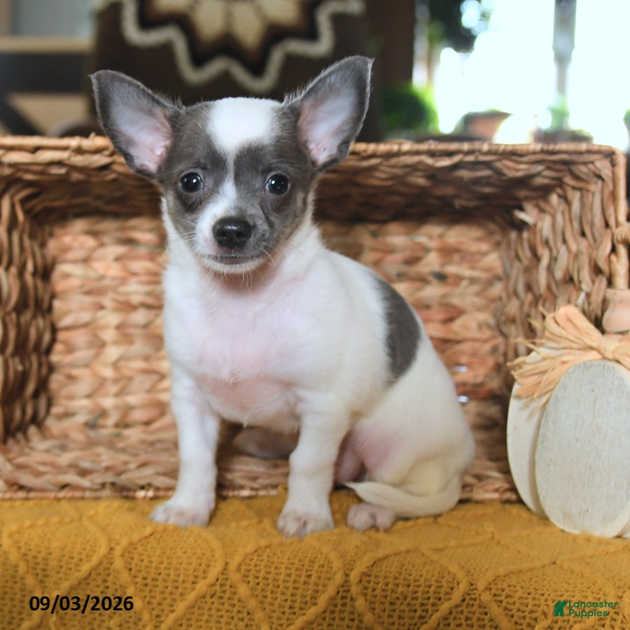Chihuahua dogs Chico - Ad 1
