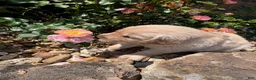 Golden Retriever dogs for sale: Evie - Ad 1